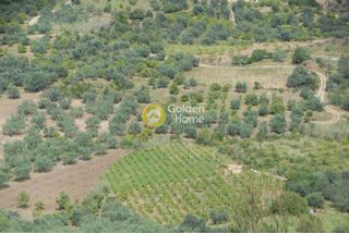 Αγροτεμάχια 8.200 τ.μ. για πώληση