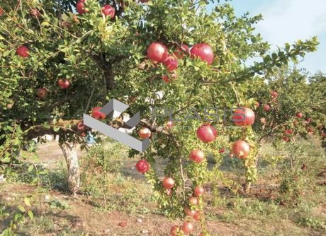 Αγροτεμάχια 32.900τ.μ. για πώληση-Άνδρος