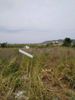 Land plot 950sqm for sale-Markopoulo