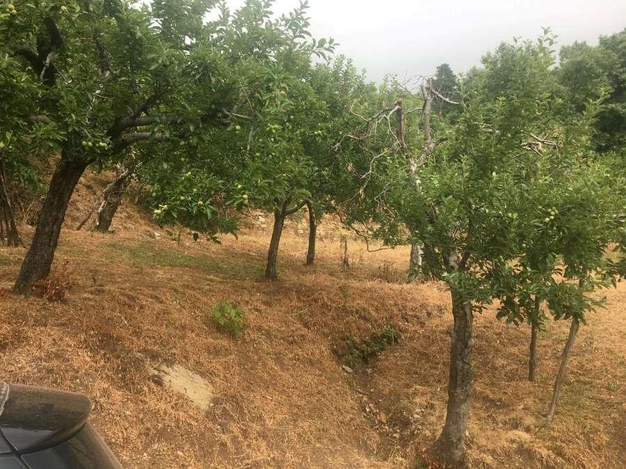 Αγροτεμάχια 4.073 τ.μ. πρός πώληση, Μαγνησία, Αγριά