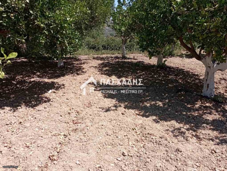 Οικόπεδο 1.000 τ.μ. προς πώληση, Μονή Τυλίσου