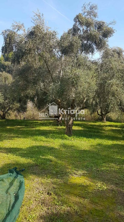 Αγροτεμάχια 10.000 τ.μ. προς πώληση, Παλαιοβαρβάσαινα