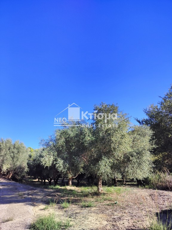 Αγροτεμάχια 10.000 τ.μ. προς πώληση, Παλαιοβαρβάσαινα