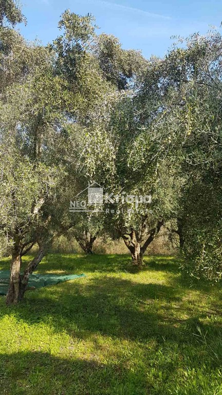 Αγροτεμάχια 10.000 τ.μ. προς πώληση, Παλαιοβαρβάσαινα