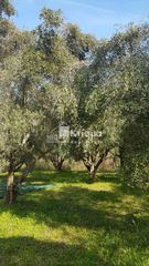 Αγροτεμάχια 10.000 τ.μ. για πώληση