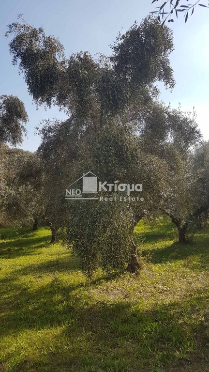 Αγροτεμάχια 10.000 τ.μ. προς πώληση, Παλαιοβαρβάσαινα