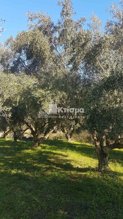 Αγροτεμάχια 10.000 τ.μ. προς πώληση, Παλαιοβαρβάσαινα