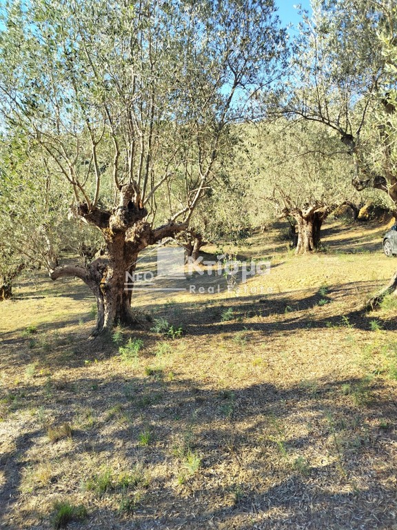 Αγροτεμάχια 5.000 τ.μ. προς πώληση, Παλαιοβαρβάσαινα