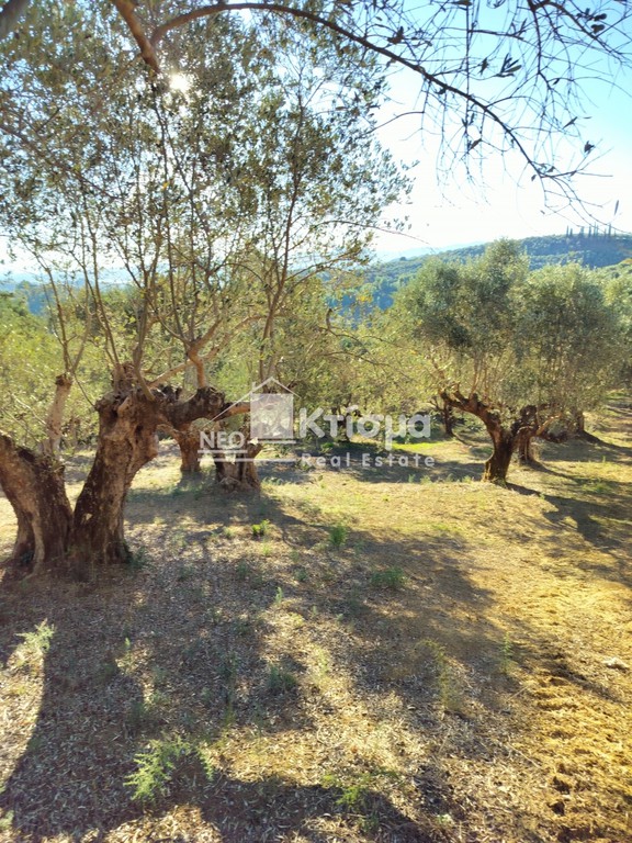 Αγροτεμάχια 5.000 τ.μ. προς πώληση, Παλαιοβαρβάσαινα