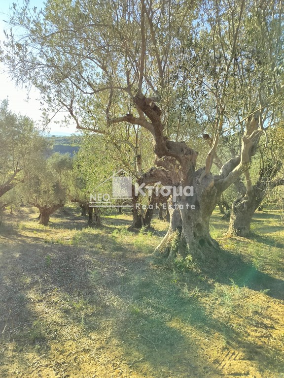 Αγροτεμάχια 5.000 τ.μ. προς πώληση, Παλαιοβαρβάσαινα