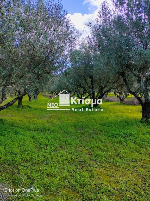 Αγροτεμάχια 5.000 τ.μ. προς πώληση, Παλαιοβαρβάσαινα