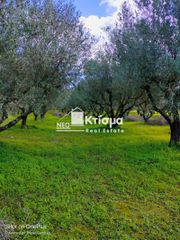 Αγροτεμάχια 5.000 τ.μ. για πώληση