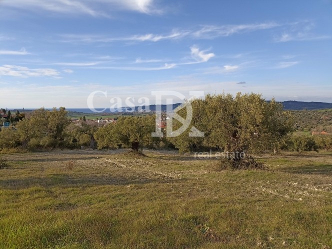 Αγροτεμάχια 17.700 τ.μ. πρός πώληση, Χαλκιδική, Κασσάνδρα