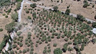 Οικόπεδο 6.843 τ.μ. για πώληση, Μεσσηνία, Λεύκτρος-thumb-19