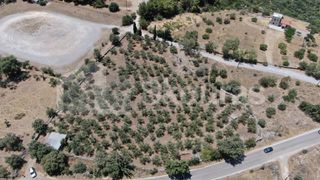 Οικόπεδο 6.843 τ.μ. για πώληση, Μεσσηνία, Λεύκτρος-thumb-9