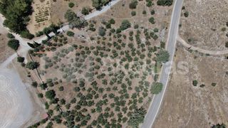 Οικόπεδο 6.843 τ.μ. για πώληση, Μεσσηνία, Λεύκτρος-thumb-4