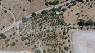 Οικόπεδο 6.843 τ.μ. για πώληση, Μεσσηνία, Λεύκτρος-thumb-5