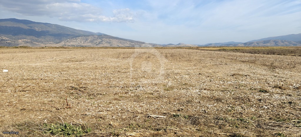 Αγροτεμάχια 32.000 τ.μ. προς πώληση, Ελευθέριο Πλατυκάμπου