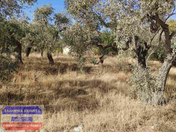 Οικόπεδο 1.350 τ.μ. για πώληση, Ν. Καβάλας, Θάσος