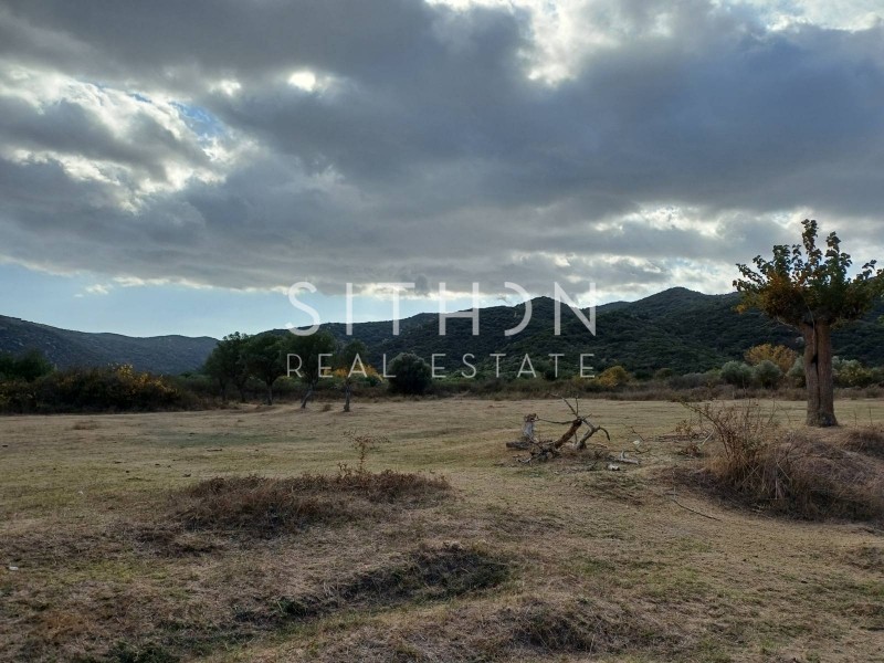 Αγροτεμάχια 4.218 τ.μ. προς πώληση, Συκιά Τορώνης