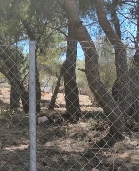 Οικόπεδο 922τ.μ. για πώληση-Βούλα » Καλυμνιώτικα