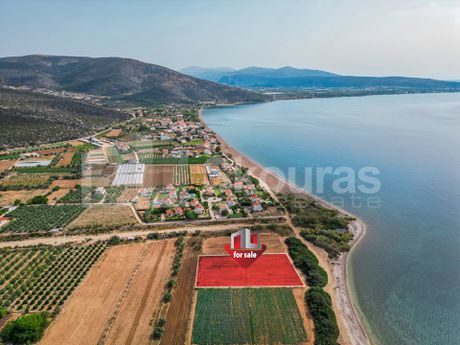 Αγροτεμάχια 3.856τ.μ. για πώληση-Ασίνη