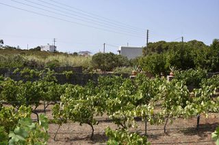 Οικόπεδο 3.300 τ.μ. για πώληση, Κυκλάδες, Άνδρος-thumb-15