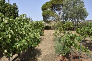 Οικόπεδο 3.300 τ.μ. για πώληση, Κυκλάδες, Άνδρος-thumb-14