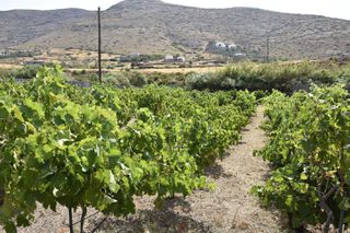Οικόπεδο 3.300 τ.μ. για πώληση, Κυκλάδες, Άνδρος-thumb-13