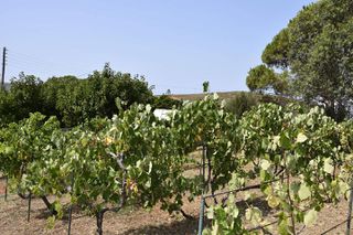 Οικόπεδο 3.300 τ.μ. για πώληση, Κυκλάδες, Άνδρος-thumb-17
