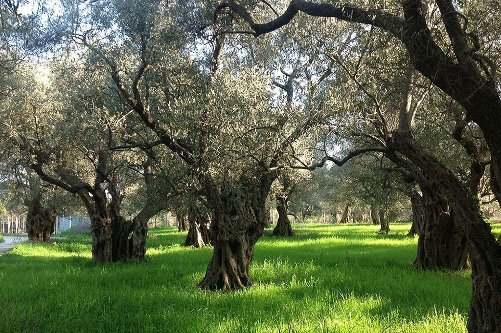 Αγροτεμάχια 20.428 τ.μ. πρός πώληση, Ν. Λασιθίου, Σητεία