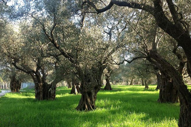 Αγροτεμάχια 20.428 τ.μ. για πώληση, Ν. Λασιθίου, Σητεία