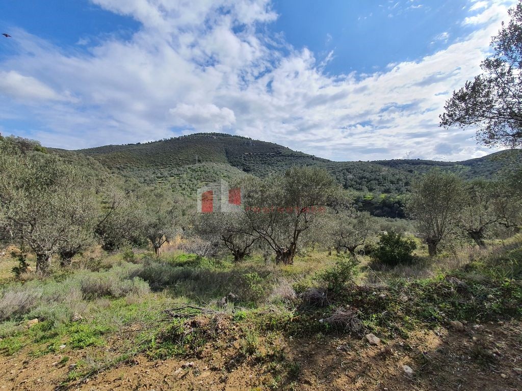 Αγροτεμάχια 14.294 τ.μ. προς πώληση, Λυγουριό