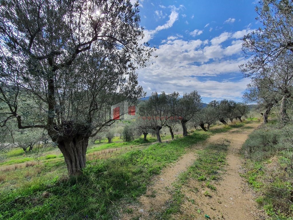 Αγροτεμάχια 14.294 τ.μ. προς πώληση, Λυγουριό