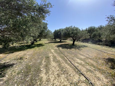 Αγροτεμάχια 12.000τ.μ. για πώληση-Ιεράπετρα » Κέντρο