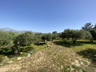 Αγροτεμάχια 12.000 τ.μ. για πώληση, Ν. Λασιθίου, Ιεράπετρα-thumb-7