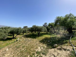 Αγροτεμάχια 12.000 τ.μ. για πώληση, Ν. Λασιθίου, Ιεράπετρα-thumb-8