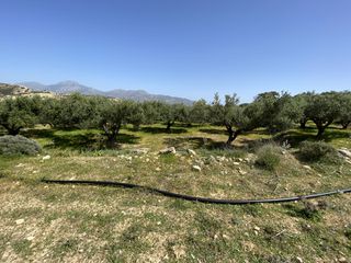 Αγροτεμάχια 12.000 τ.μ. για πώληση, Ν. Λασιθίου, Ιεράπετρα-thumb-4