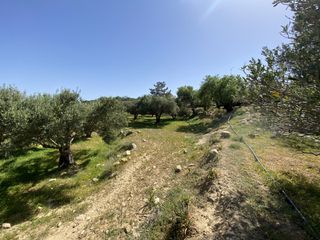 Αγροτεμάχια 12.000 τ.μ. για πώληση, Ν. Λασιθίου, Ιεράπετρα-thumb-5