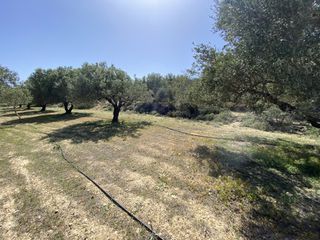Αγροτεμάχια 12.000 τ.μ. για πώληση, Ν. Λασιθίου, Ιεράπετρα-thumb-1