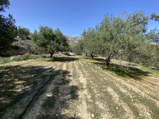 Αγροτεμάχια 12.000 τ.μ. για πώληση, Ν. Λασιθίου, Ιεράπετρα-thumb-2