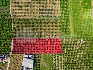 Αγροτεμάχια 6.700 τ.μ. για πώληση, Αργολίδα, Μιδέα-thumb-12