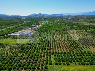 Αγροτεμάχια 6.700 τ.μ. για πώληση, Αργολίδα, Μιδέα-thumb-21