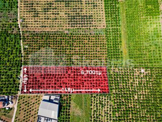 Αγροτεμάχια 6.700 τ.μ. για πώληση, Αργολίδα, Μιδέα-thumb-1