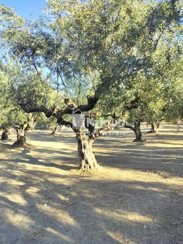 Οικόπεδο 2.957 τ.μ. για πώληση