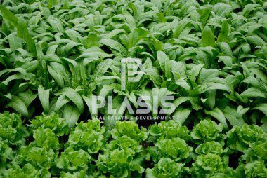 Οικόπεδο 1.285 τ.μ. για πώληση, Αθήνα - Ανατολικά Προάστια, Μαραθώνας