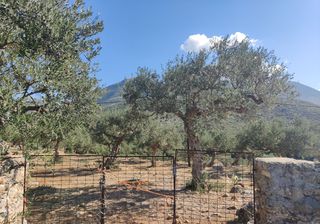 Οικόπεδο 8.500 τ.μ. πρός πώληση, Μεσσηνία, Λεύκτρος-thumb-2