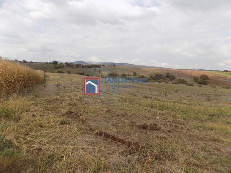 Αγροτεμάχια 19.500τ.μ. για πώληση-Δομοκός » Πολυδένδρι