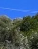 Οικόπεδο 36.000τ.μ. για πώληση-Ίος » Πεταλίδι