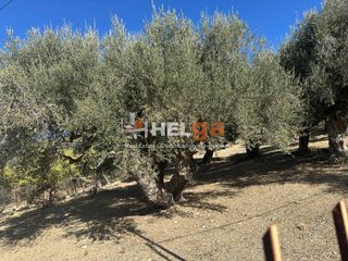 Οικόπεδο 2.525 τ.μ. για πώληση, Αχαΐα, Μεσσατίδα-thumb-13